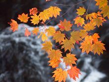 紅葉求めて♪