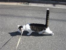 クウとお散歩