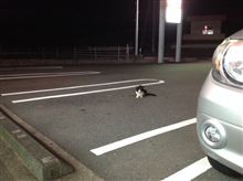 夜のお散歩♪
