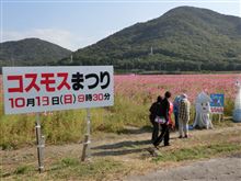 たつの市揖保川町　コスモス祭り