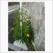小さい秋見つけた