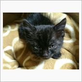 【ねこ】・・・。