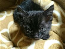 【ねこ】・・・。