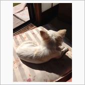 愛犬