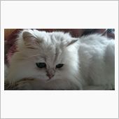う～ん、どうしたものか～