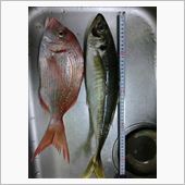 大アジ釣り