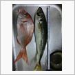 大アジ釣り