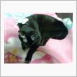 ネコは夜明け前からウロウロ