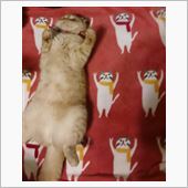 猫かわい