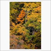 紅葉狩り2014