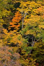紅葉狩り2014