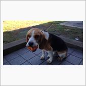 となりの犬は よく柿食う犬だ ...