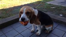 となりの犬は よく柿食う犬だ⁉︎