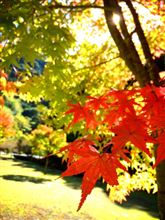 紅葉