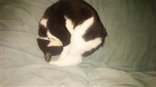 家にも 家にも