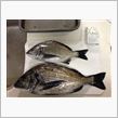 釣ったり、乗っ取られたり