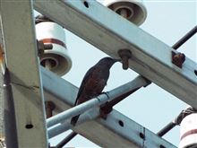 冬鳥の到来
