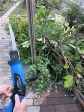 木々の散髪