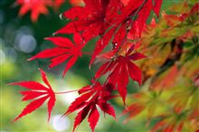 ご近所散策で秋を楽しむ(^_^)