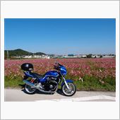 R250室津七曲りとコスモス