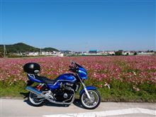 R250室津七曲りとコスモス