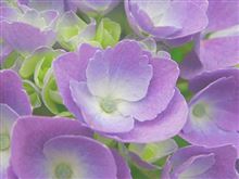 花言葉［移り気］な花