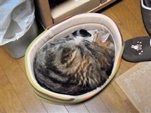 (ﾟｰÅ)紅葉&#215; 枯葉○(ﾟｰÅ) 