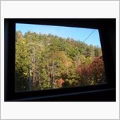 今年の紅葉