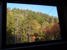今年の紅葉