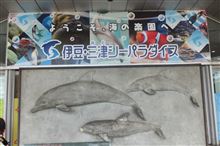 西伊豆紀行①　イルカとクラゲ