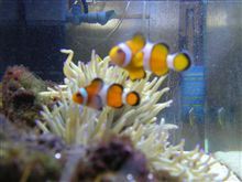 海水魚…