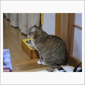 ナナちゃん、最近あれだね。