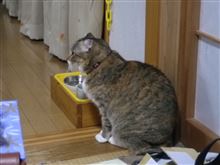 ナナちゃん、最近あれだね。