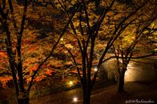 Last autumn leaves