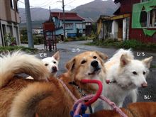 南魚沼コシヒカリRUNin石打　当日編