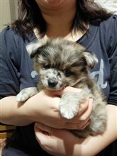 新しい家族。 新しい家族。