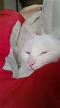 猫肌恋しい季節。