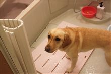 洗犬・・・☆