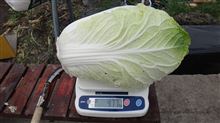 町内会　秋の文化祭に野菜出品