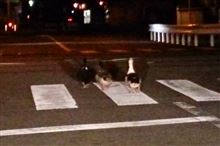 カモしれない運転