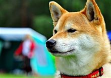 年末への追い込みヽ(￣д￣;)ノ=3