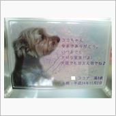 犬の命だってかけがえのないも ...