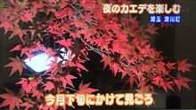 関東でも紅葉