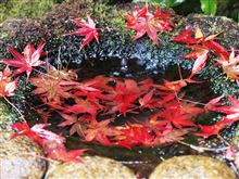 紅葉狩り2014