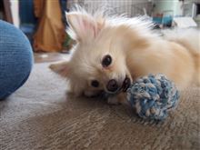 犬の虐待