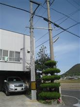 電柱で御座る～野菜畑の排水処理～庭木の剪定～バイクで高松空港～庭先の紅葉