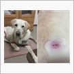 盲導犬刺傷事件のその後？