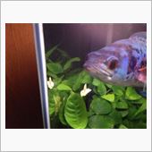 水草 アヌビアス・ナナに花が ...