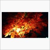 京都の紅葉