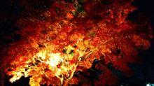 京都の紅葉